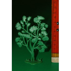 кущ  дерево чагарник Гонконг