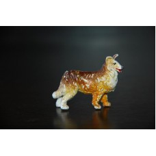 собака колли животные Гонконг собака колли животные Гонконг